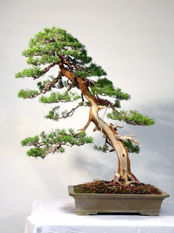 jan culek akira bonsai styling
